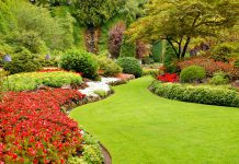 Een kleurrijke tuin? Kies voor deze planten! kleurrijke tuin