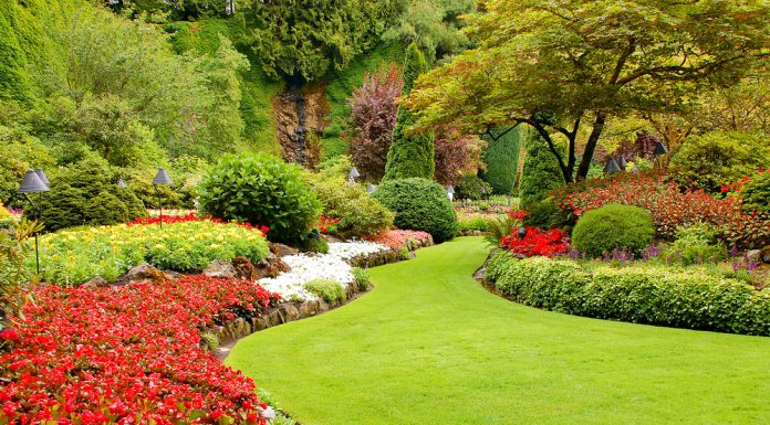 Een kleurrijke tuin? Kies voor deze planten! kleurrijke tuin