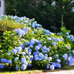 Hortensiastruik onderhouden? Zo doe je dat! hortensia struik