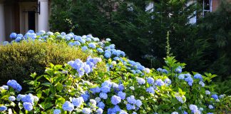 Hortensiastruik onderhouden? Zo doe je dat! hortensia struik