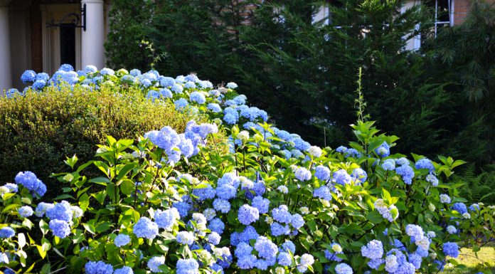 Hortensiastruik onderhouden? Zo doe je dat! hortensia struik