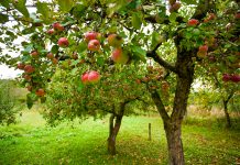Appelboom in jouw tuin? Hier moet je rekening mee houden! appelboom