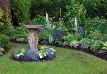 Vijf onderhoudsarme, vaste planten voor in jouw tuin! vaste planten tuin