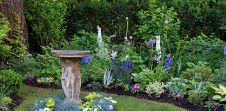 Vijf onderhoudsarme, vaste planten voor in jouw tuin! vaste planten tuin