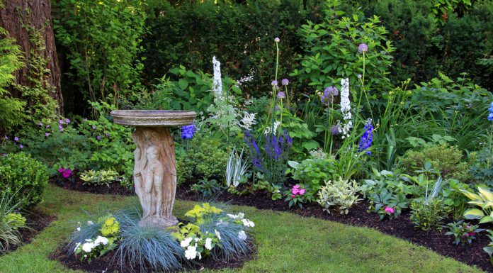 Vijf onderhoudsarme, vaste planten voor in jouw tuin! vaste planten tuin