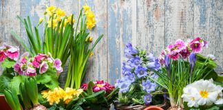 Wanneer plant je welke bloembollen? bloembollen wanneer planten