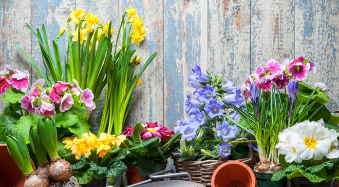 Wanneer plant je welke bloembollen? bloembollen wanneer planten