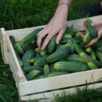 Komkommer kweken in jouw tuin? Zo doe je dat! komkommerplant