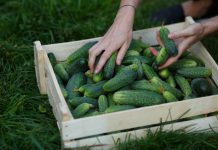 Komkommer kweken in jouw tuin? Zo doe je dat! komkommerplant