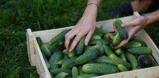 Komkommer kweken in jouw tuin? Zo doe je dat! komkommerplant