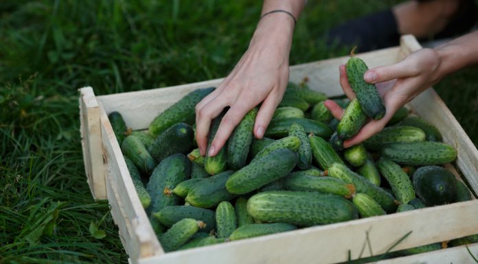 Komkommer kweken in jouw tuin? Zo doe je dat! komkommerplant