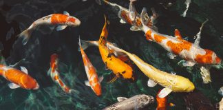 De beste manieren om je vijver helder te houden heldere vijver