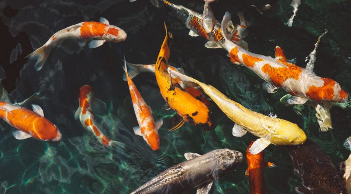 De beste manieren om je vijver helder te houden heldere vijver