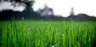 Hier moet je op letten bij de aankoop van graszoden grasmatten