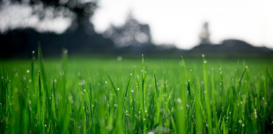 grasmatten