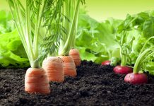 Je eigen groenten en fruit kweken groente kweken