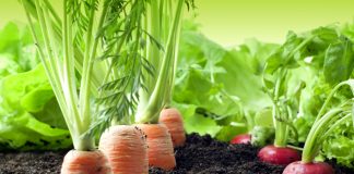 Je eigen groenten en fruit kweken groente kweken