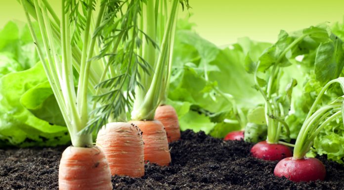 Je eigen groenten en fruit kweken groente kweken