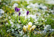 Je tuin voor de winter onderhouden Depositphotos_22403863_S