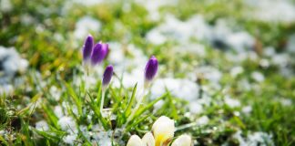 Je tuin voor de winter onderhouden Depositphotos_22403863_S