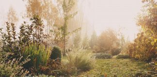 Pak jouw tuin aan in de wintermaanden tuin in de winter (2)