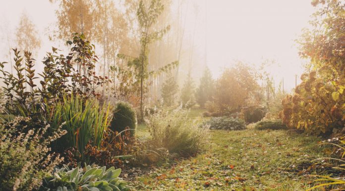 Pak jouw tuin aan in de wintermaanden tuin in de winter (2)