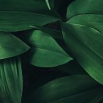 Tips tegen de verspreiding van exotische woekerplanten in je tuin Groene bladeren plant