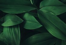 Tips tegen de verspreiding van exotische woekerplanten in je tuin Groene bladeren plant