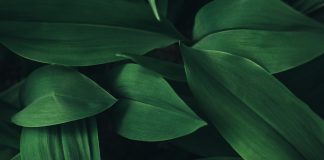 Tips tegen de verspreiding van exotische woekerplanten in je tuin Groene bladeren plant