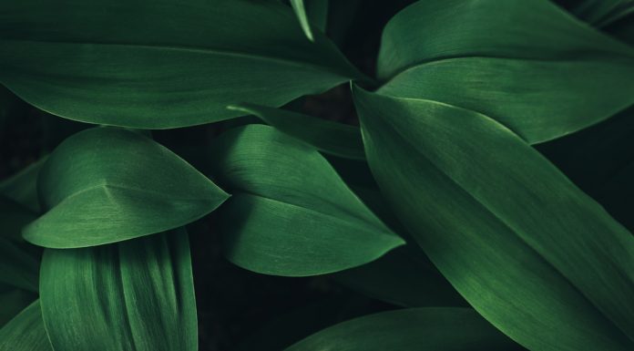 Tips tegen de verspreiding van exotische woekerplanten in je tuin Groene bladeren plant