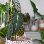 Essentiële tips voor verzorging van kamerplanten kamerplanten (2)