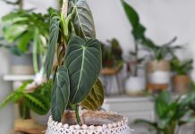 Essentiële tips voor verzorging van kamerplanten kamerplanten (2)