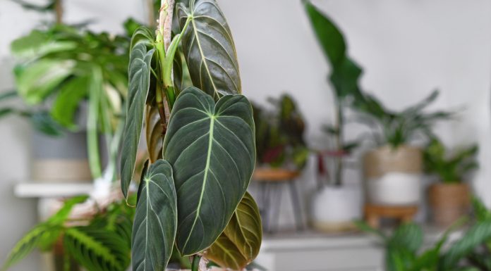 Essentiële tips voor verzorging van kamerplanten kamerplanten (2)