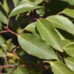 De Portugese laurier: Een stijlvolle, groene blikvanger voor je tuin Blad van Portugese laurier