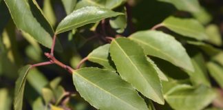 De Portugese laurier: Een stijlvolle, groene blikvanger voor je tuin Blad van Portugese laurier
