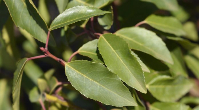 De Portugese laurier: Een stijlvolle, groene blikvanger voor je tuin Blad van Portugese laurier