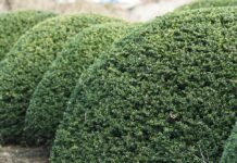 Waarom de Ilex crenata de perfecte buxus vervanger is japanse hulst ilex creneta buxus struik