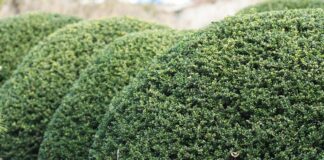 Waarom de Ilex crenata de perfecte buxus vervanger is japanse hulst ilex creneta buxus struik