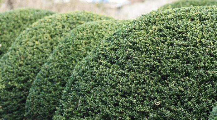 Waarom de Ilex crenata de perfecte buxus vervanger is japanse hulst ilex creneta buxus struik