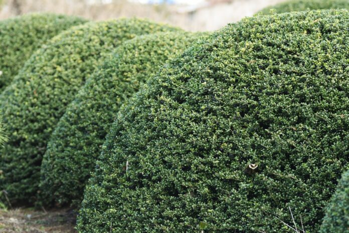 japanse hulst ilex creneta buxus struik